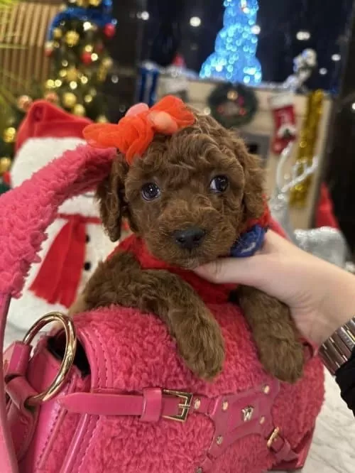 Sevgi Dolu Pofuduk Irk Garantili Poodle Yavrular