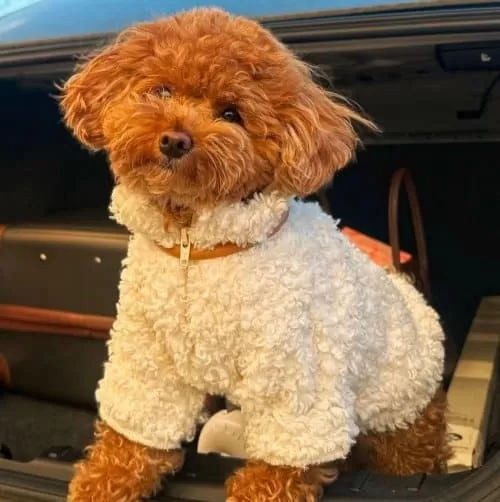 Yeni Yuvasını Bekleyen Poodle Bebekler