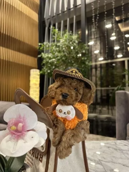 Erkek 4 Aylık Poodle / Kendi Yavrumuz
