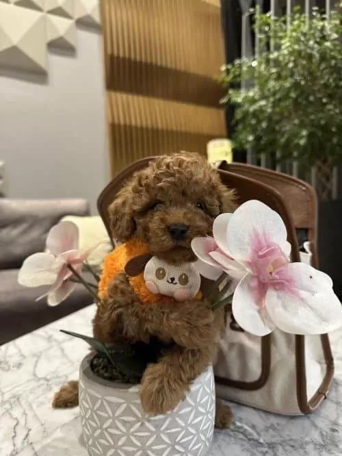 Erkek 4 Aylık Poodle / Kendi Yavrumuz