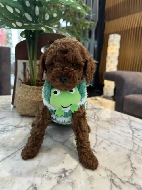 2 Aylık Saf Irk Toy Poddle Yeni Yuva Arıyor.