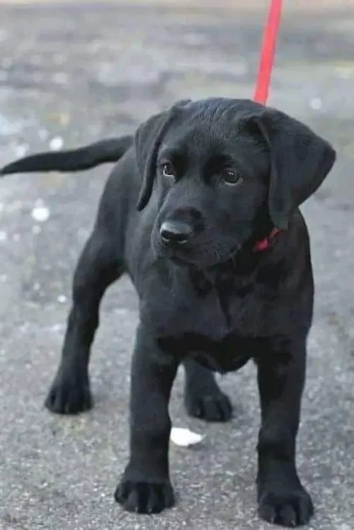 3,5 Aylık Çakır Gözlü Labrador