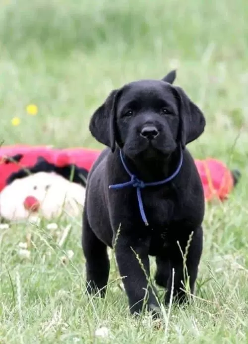 3,5 Aylık Çakır Gözlü Labrador