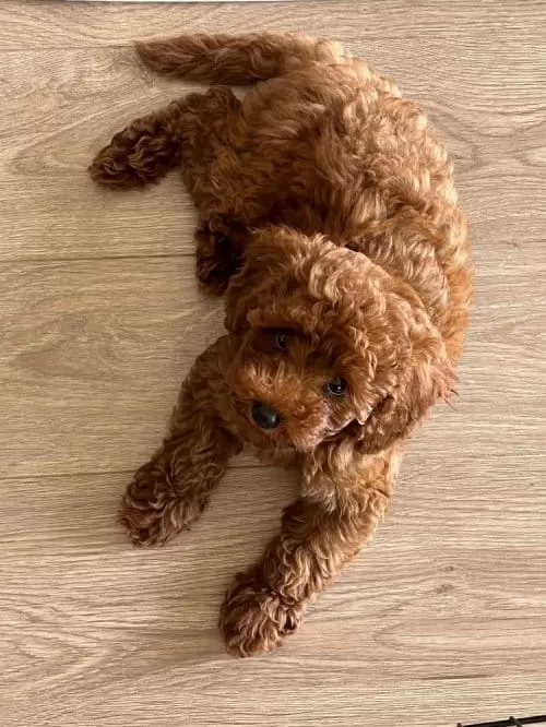 Apricot Toy Poodle Dişi Yavrular