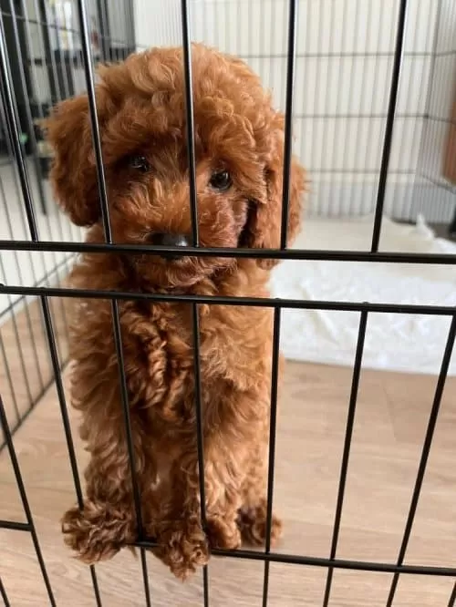 Apricot Toy Poodle Dişi Yavrular