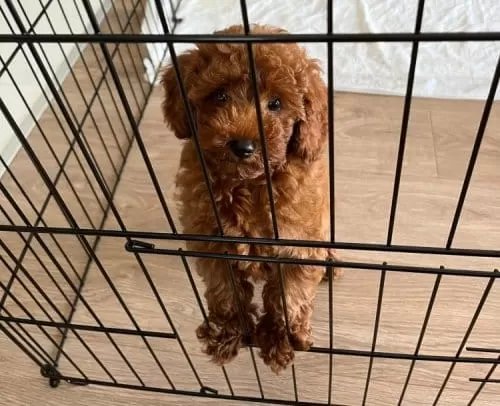 Apricot Toy Poodle Dişi Yavrular
