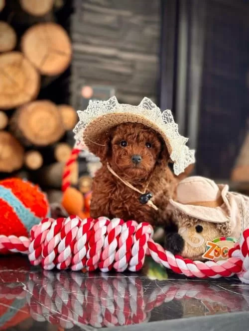 Tatlimi Tatli Sevecen Akilli Poodle Yavrularım