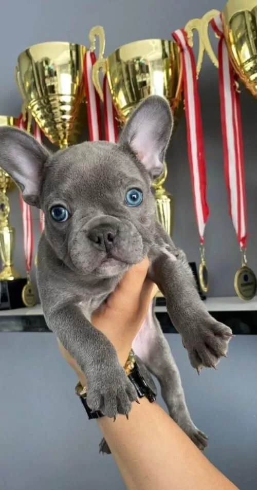 French Bulldog (Fransız Bulldog)