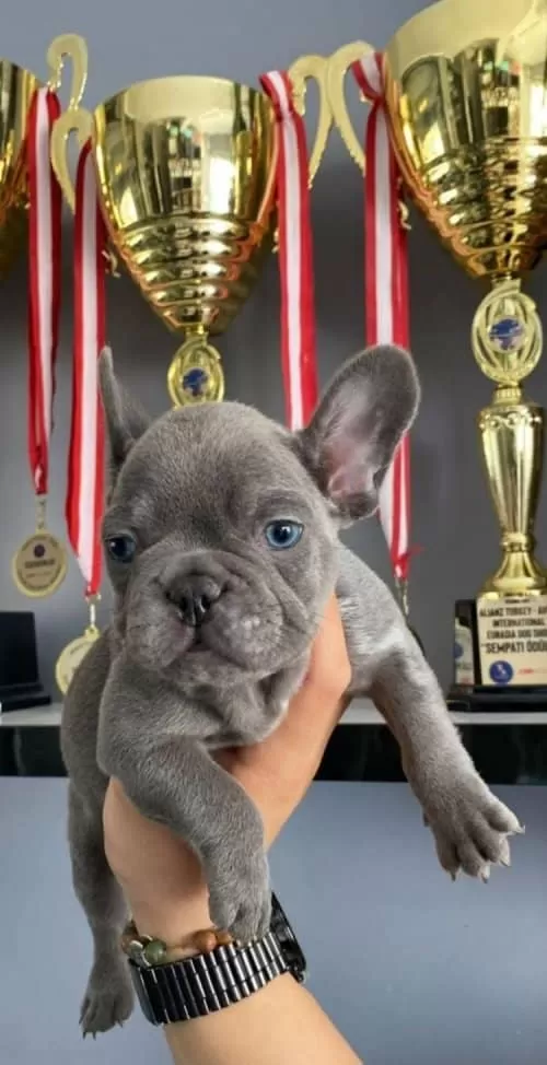 French Bulldog (Fransız Bulldog)