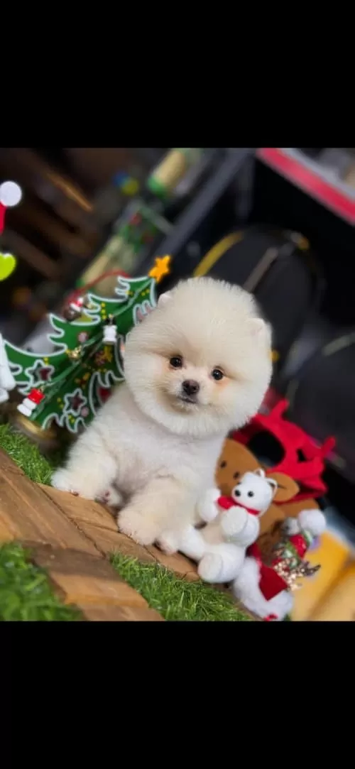 2 Aylık Pomeranian Boo Dişi