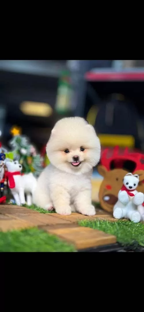 2 Aylık Pomeranian Boo Dişi