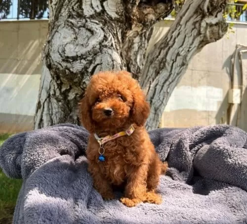 Eğitimli Akilli Super Zeka Toy Poodle Bebeklerimiz