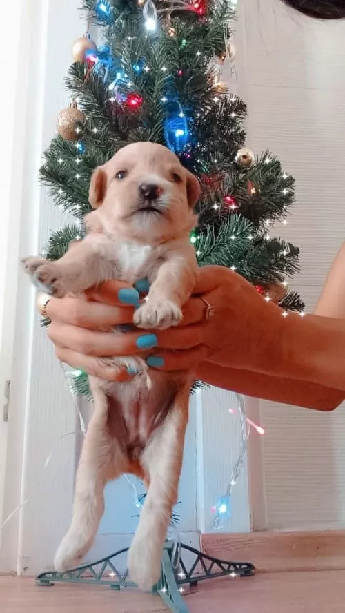 Acil Yuva 2 Yaş Erkek Jack Russell
