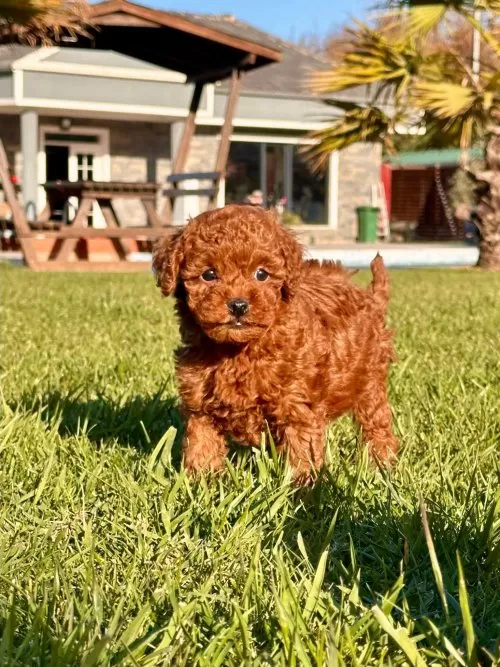 Ozelmi Ozel Toy Poodle Bebeklerimiz