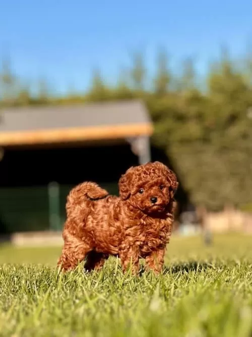 Ozelmi Ozel Toy Poodle Bebeklerimiz