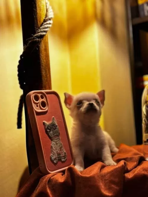 Uzun Tüylü Chihuahua Kızımıza Yuva Arıyoruz