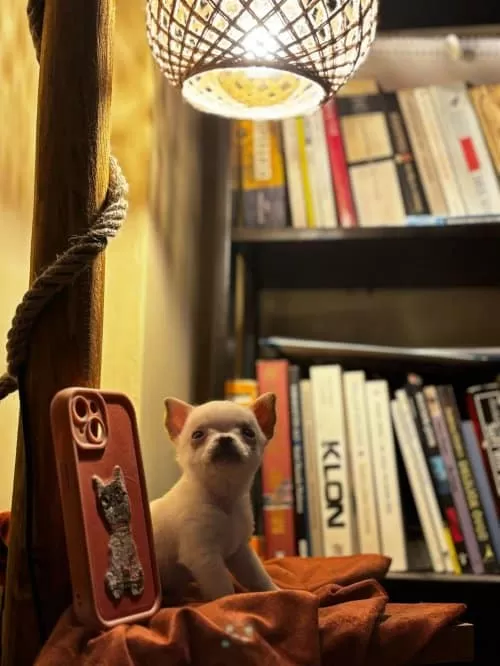 Uzun Tüylü Chihuahua Kızımıza Yuva Arıyoruz