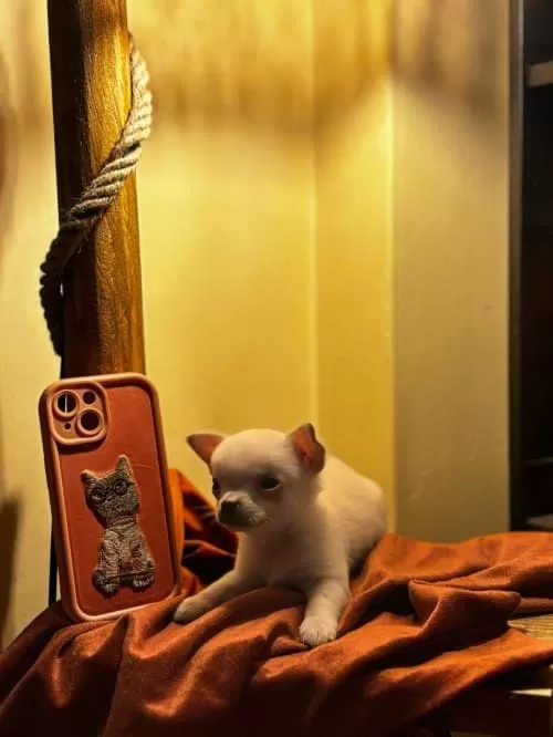 Uzun Tüylü Chihuahua Kızımıza Yuva Arıyoruz