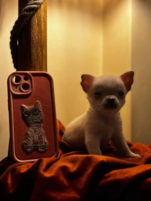 Uzun Tüylü Chihuahua Kızımıza Yuva Arıyoruz