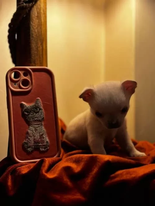 Uzun Tüylü Chihuahua Kızımıza Yuva Arıyoruz