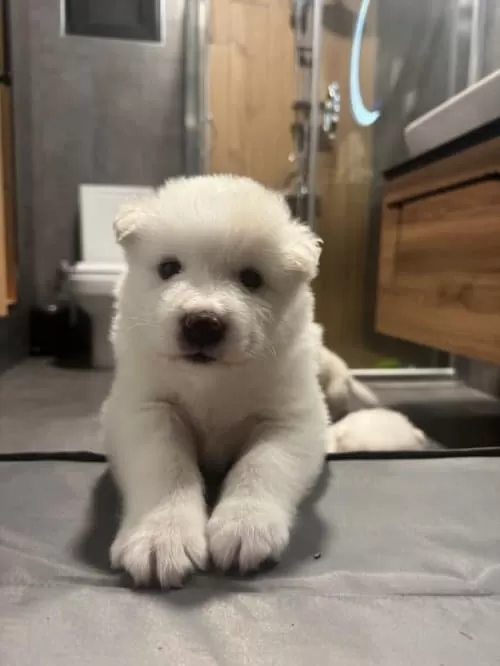 Sevimli Samoyed Yavrularımız