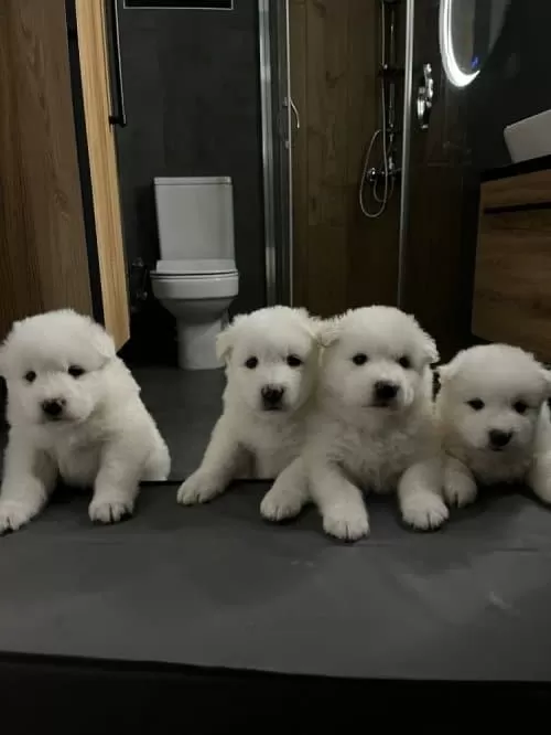 Sevimli Samoyed Yavrularımız