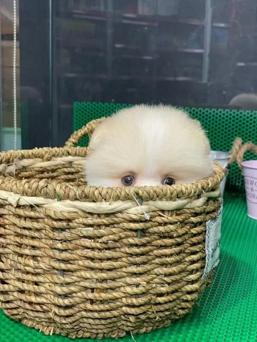 Teddy Surat Pomeranian Yavruları