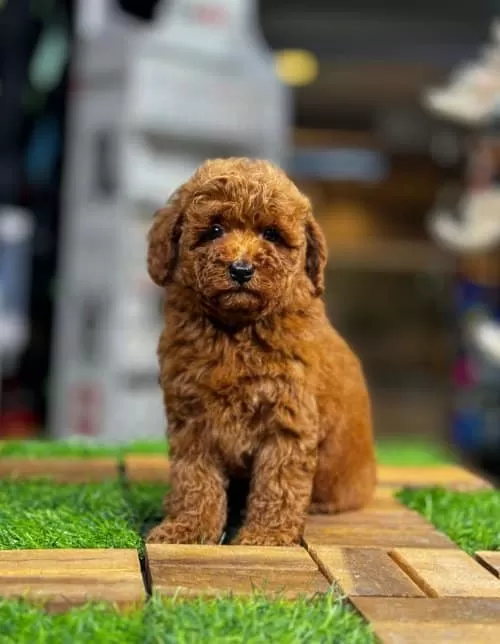 Toypoodle Rony Iyi Bir Aileye Sahiplendirilecek