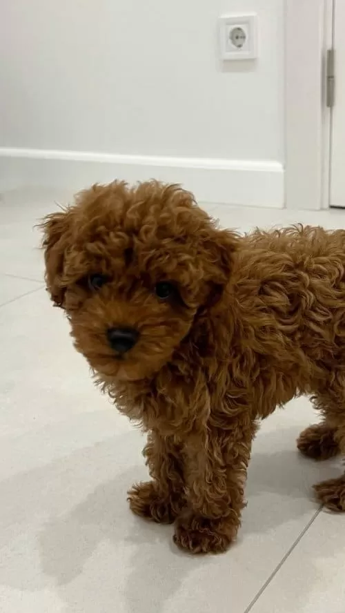 Ufak Boyut  Yavru Arayanlara Toy Poodle