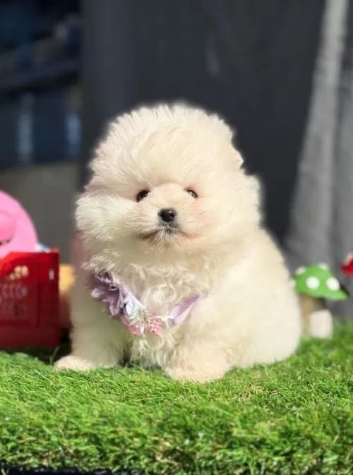 3 aylık Pomeranian Boo Dişi