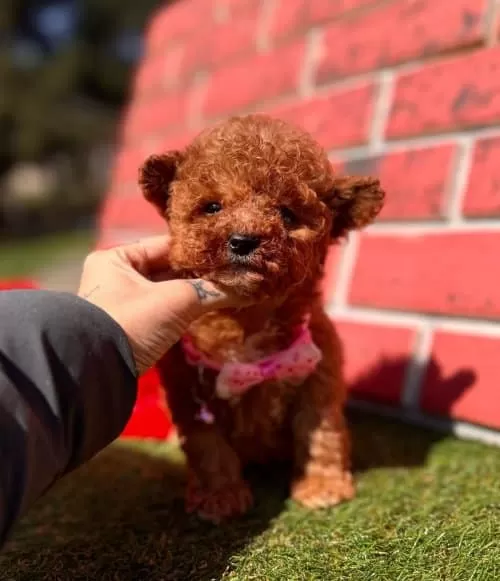 Ufak Boyut  Toy Poodle Yavrular