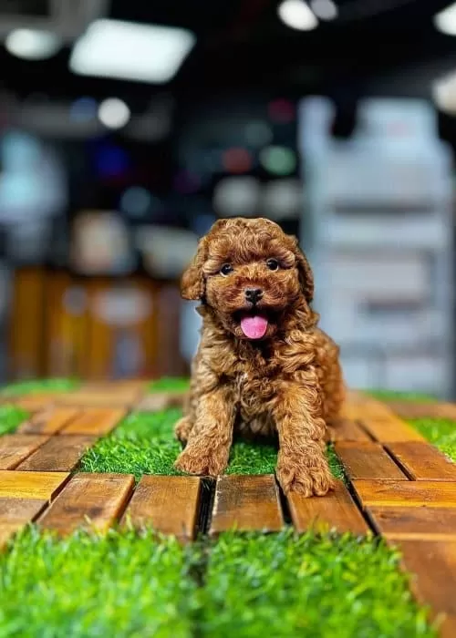 Poodle Teacup Hakiki Kore Kanı