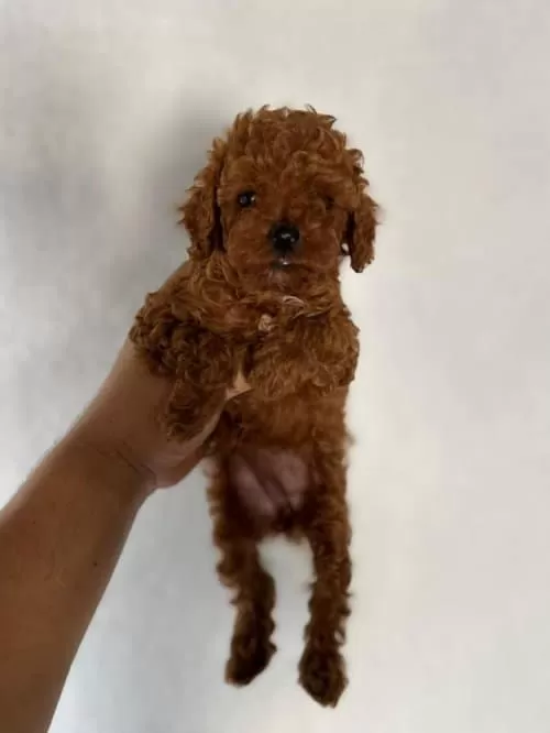 Eğitimli Akilli Super Zeka Toy Poodle Bebeklerimiz