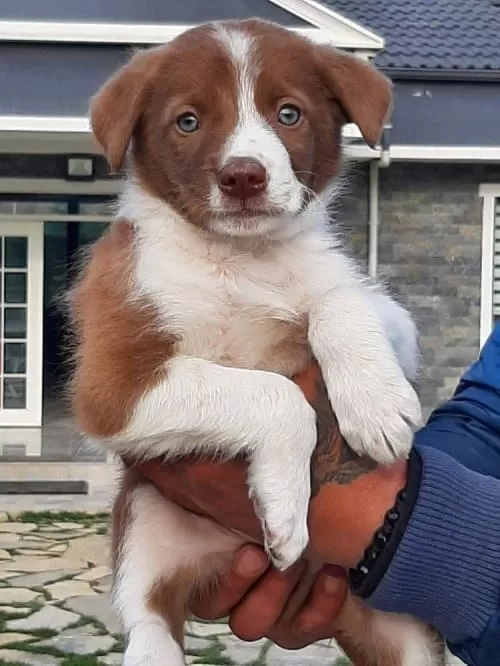 Secereli Border Collie Blue Merle Dişi Bebek