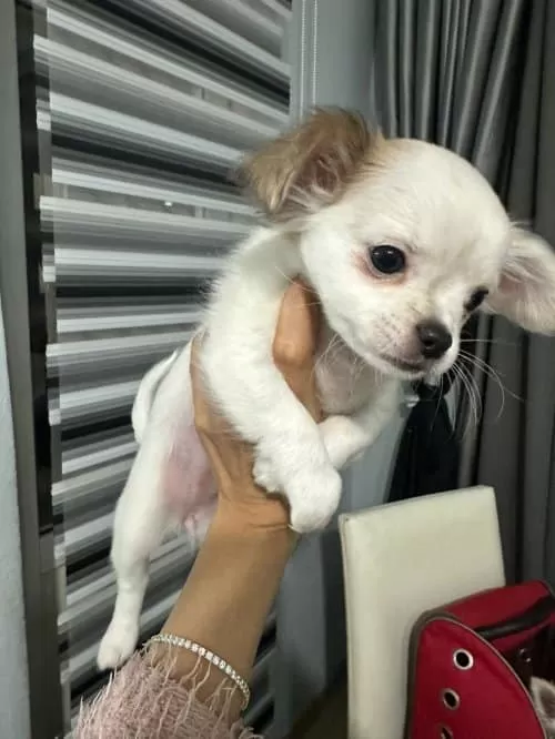 Chihuahua Toy Poodle Melezi Olan Safkan