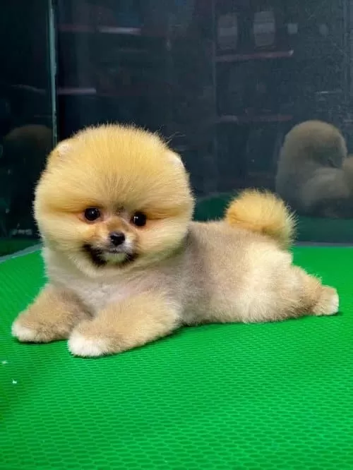 Safgan Erkek Pomeranian Boo