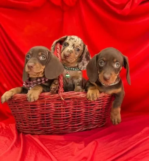 Dachshund Sosis Köpek Mini Boy Yavrular