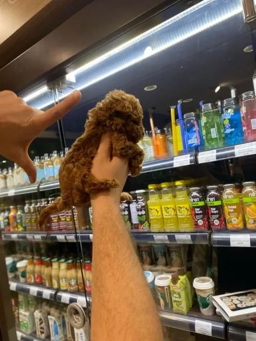 Irk Garantili Sevimli Toy Poodle Yavruları