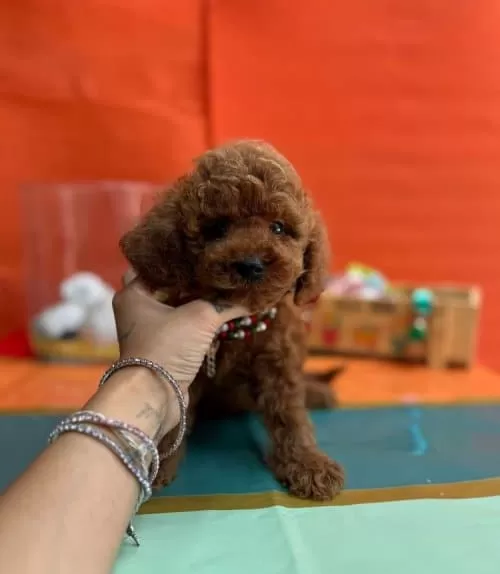 Mutlu Sempatik Akil Kupu Toy Pooodle Bebişler