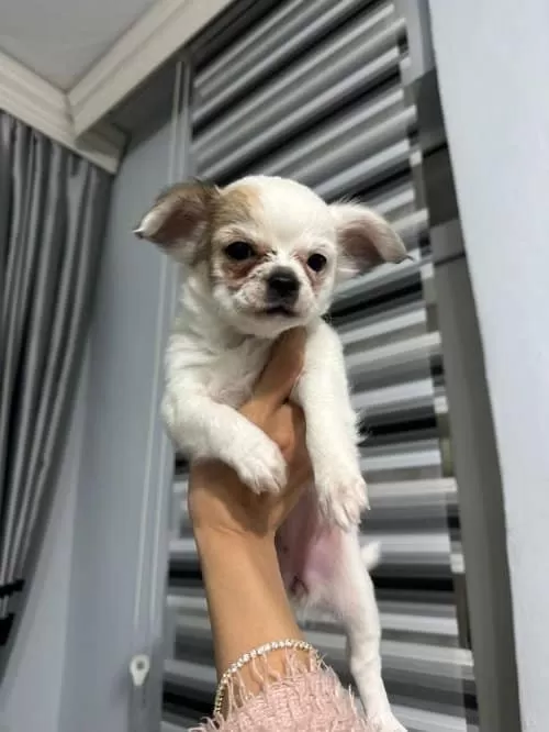 Chihuahua Toy Poodle Melezi Olan Safkan
