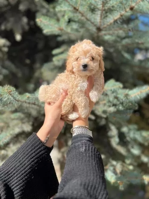 Çanta Boy Sevimlilik Ufacık Boy Toy Poodle