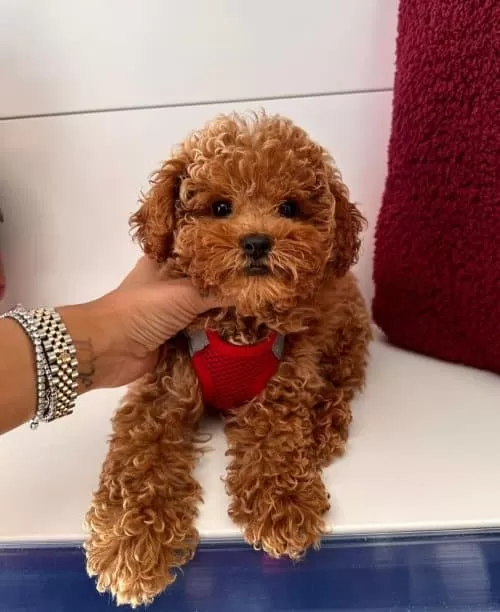 Toy Poodle 3 Aylık Dişi Irk Garantili