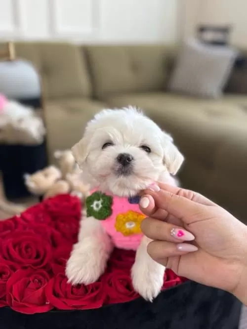 Elit Kan Hattından Orjinal Maltese Bebekler