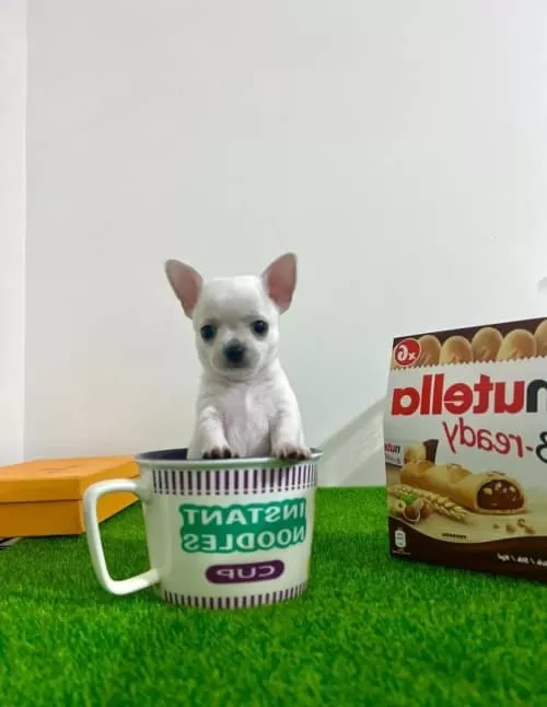 Teacup Mavi Göz Erkek Şivava Yavrumuz