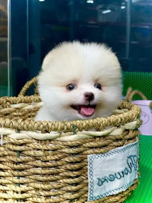 Teddy Surat Pomeranian Yavruları