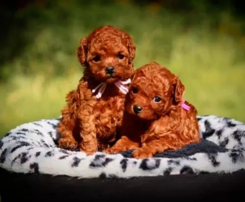 Kızıl Kahve Toy Boy Poodle Güzellikler