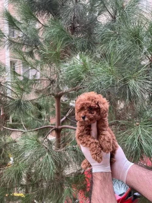 Evinizin Neşesi Mini Toy Poodle Bebekler