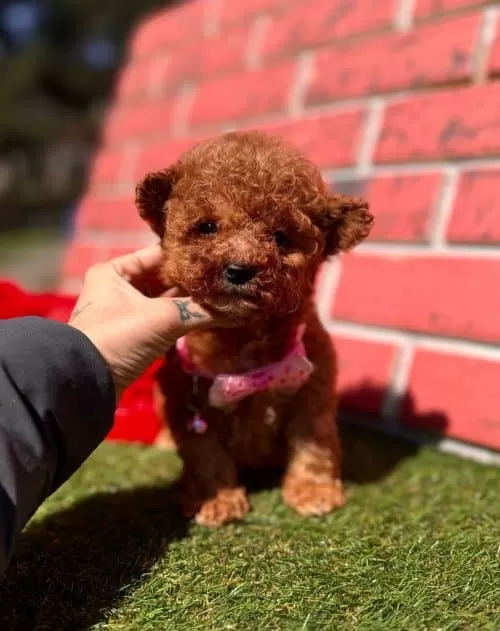 Ufak Boyut  Toy Poodle Yavrular