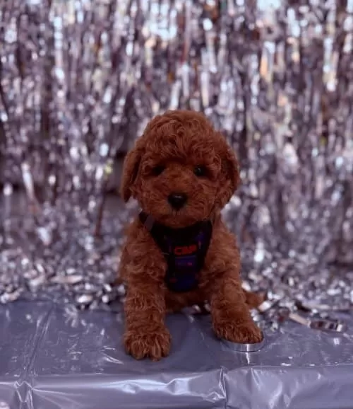 Dark Brown Mini Boy Toy Poodle Yavrular