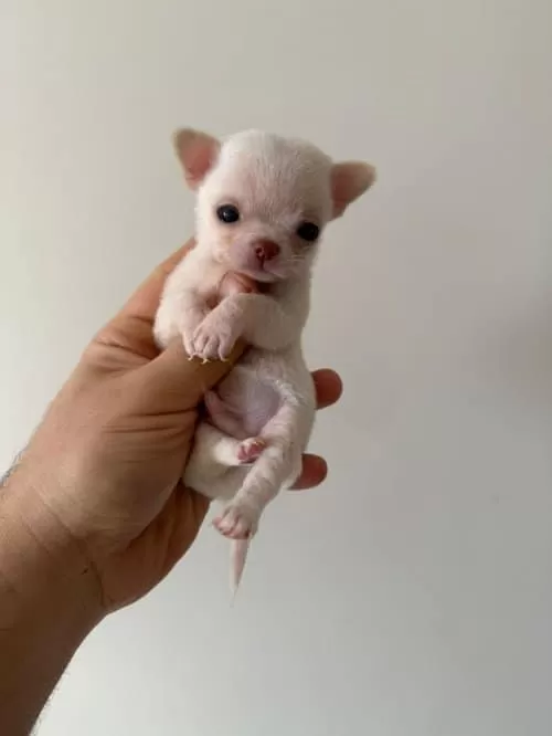 Teacup Mavi Göz Erkek Şivava Yavrumuz